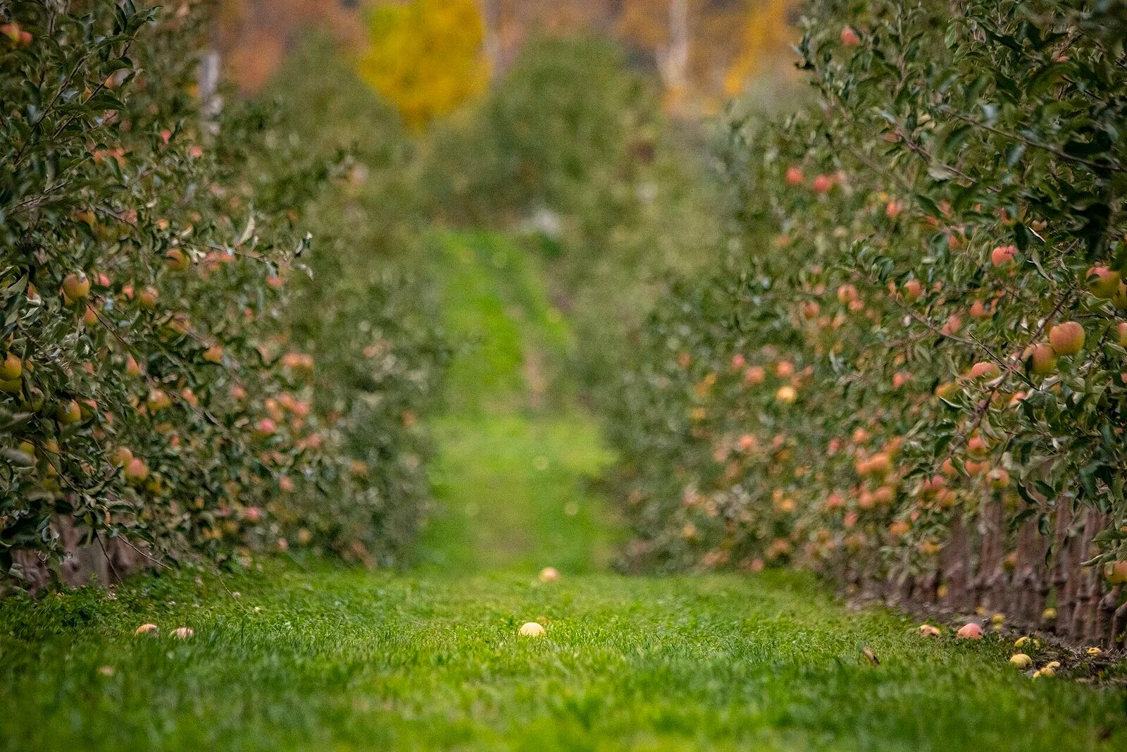 Sunrise over the apple orchard rows at Apex Orchards in Shelburne on a clear October morning — neat parallel rows of trimmed apple trees in late-season foliage running across a sloping hilltop field, the trees still carrying yellow and red leaves, the rising sun a brilliant orange disk just above the ridge in the right background, golden rim-light catching the treetops, and a bank of layered hills receding into a soft blue distance.