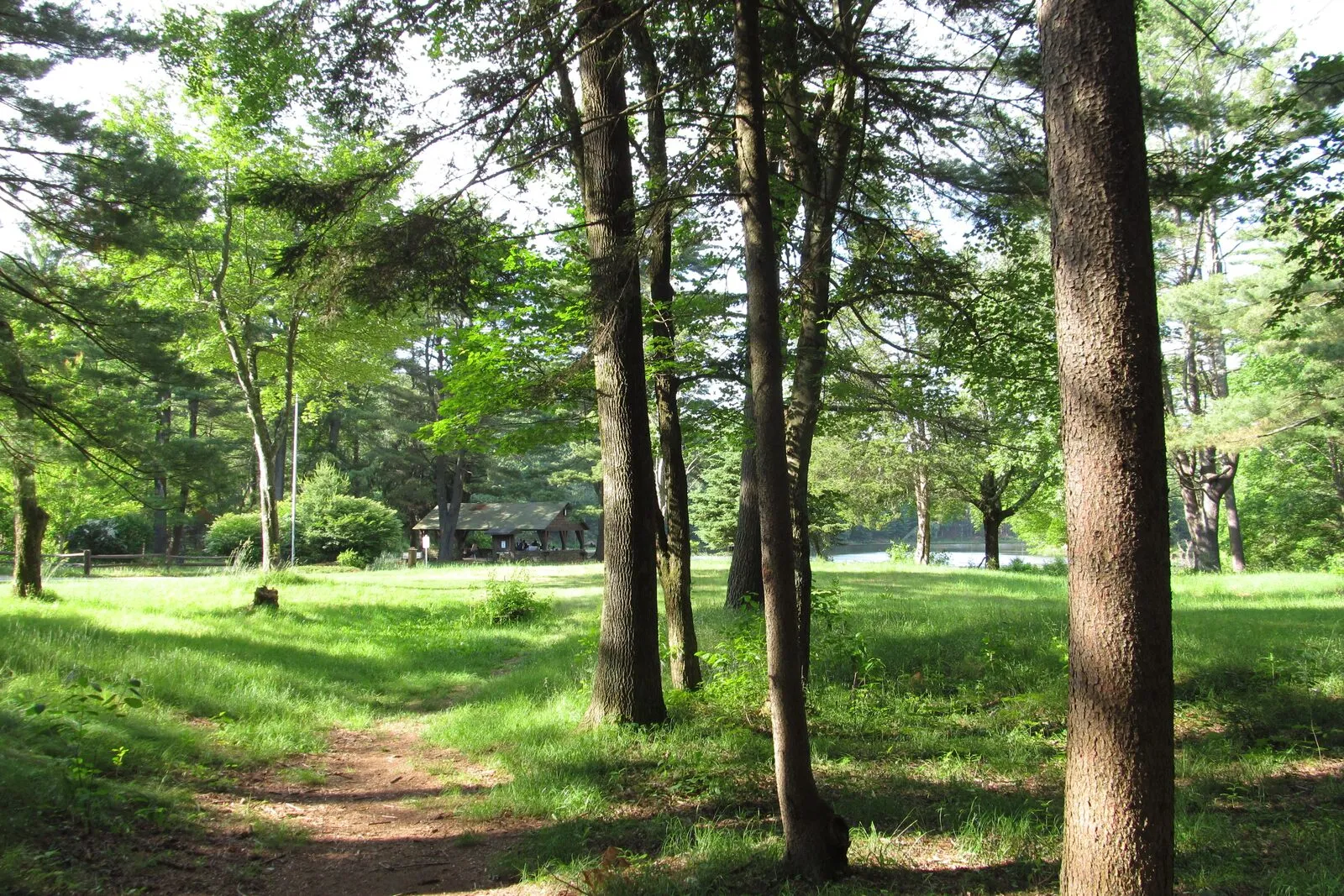 A sunny early-summer scene at the Dean Pond Recreation Area in Brimfield State Forest — a narrow dirt footpath running through the green grass in the right foreground, a stand of straight-trunked pines and young hardwoods filling the middle of the frame, dappled afternoon light on the lawn beneath the trees, a low brown picnic pavilion just visible through the trees in the middle distance, the dark glint of Dean Pond beyond it, and the far shore of the pond closing the view in a band of forest under a clear sky.