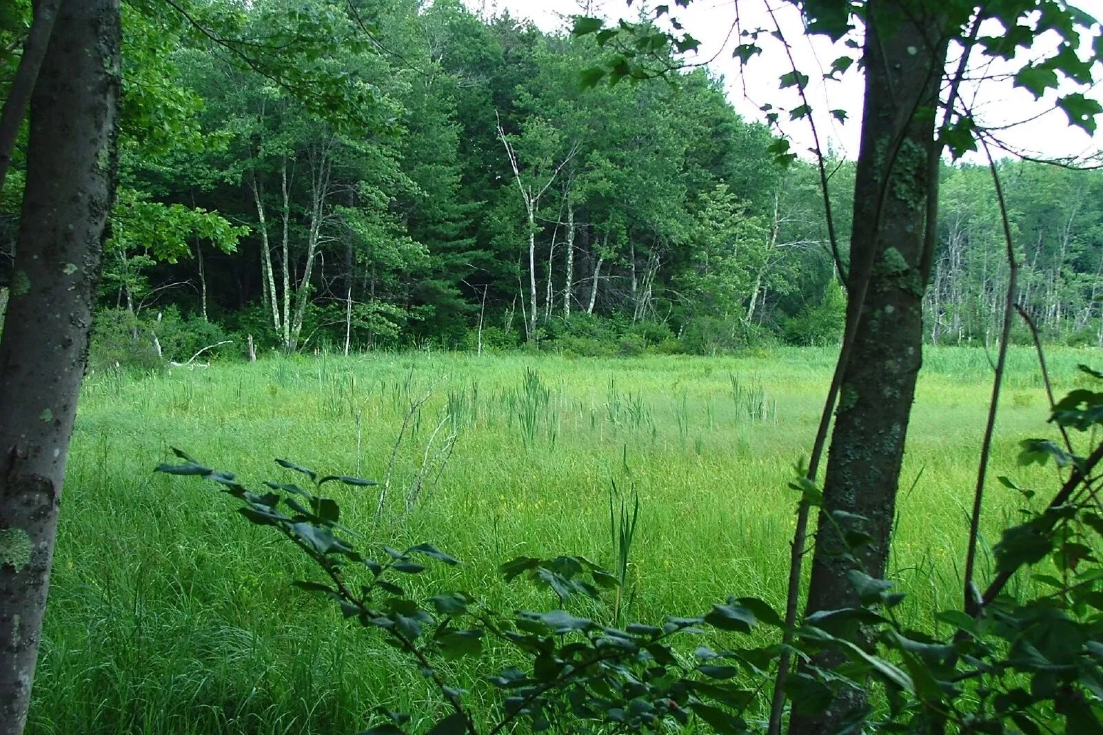 A green wetland meadow inside D.A.R. State Forest in Goshen on a summer afternoon: tall grasses and cattails filling the foreground, a few slender deciduous saplings in front, the dark green wall of a mixed northern hardwood-and-conifer forest closing the meadow on the far side, and a soft overcast sky overhead. Two larger tree trunks frame the view from either side.