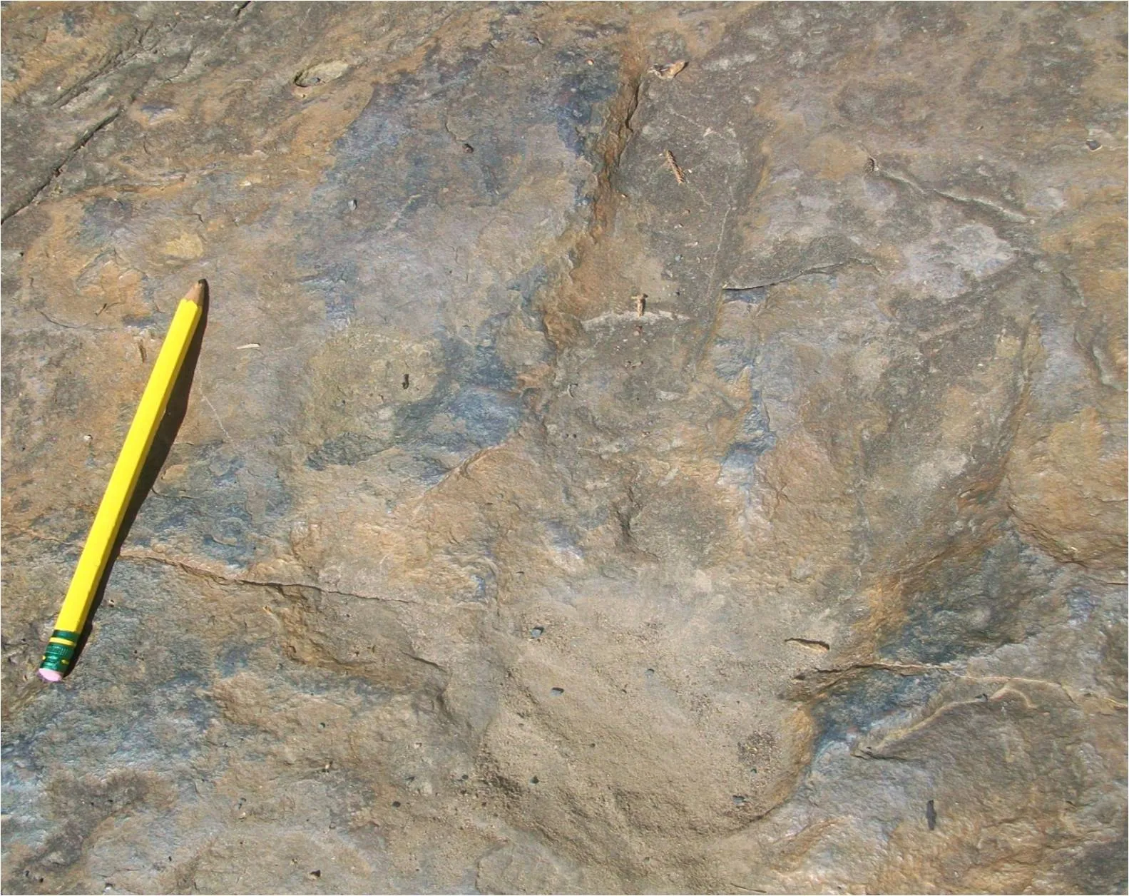 A clear three-toed dinosaur footprint impressed in weathered tan-and-blue-gray sandstone bedrock at the Dinosaur Footprints reservation in Holyoke, with a yellow number-two pencil laid across the rock alongside the print for scale — the central pad of the print and the three radiating toes are sharply defined, several smaller secondary impressions cluster around it, and a faint network of cracks runs across the rock surface in bright midday sun.