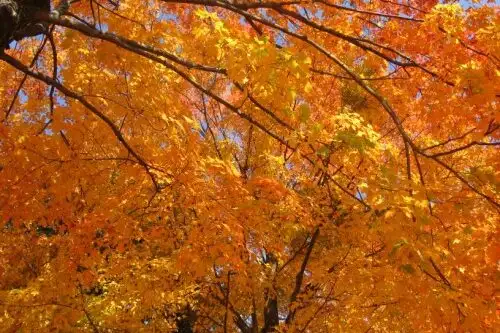 A close-up of a sugar maple in peak orange autumn foliage.