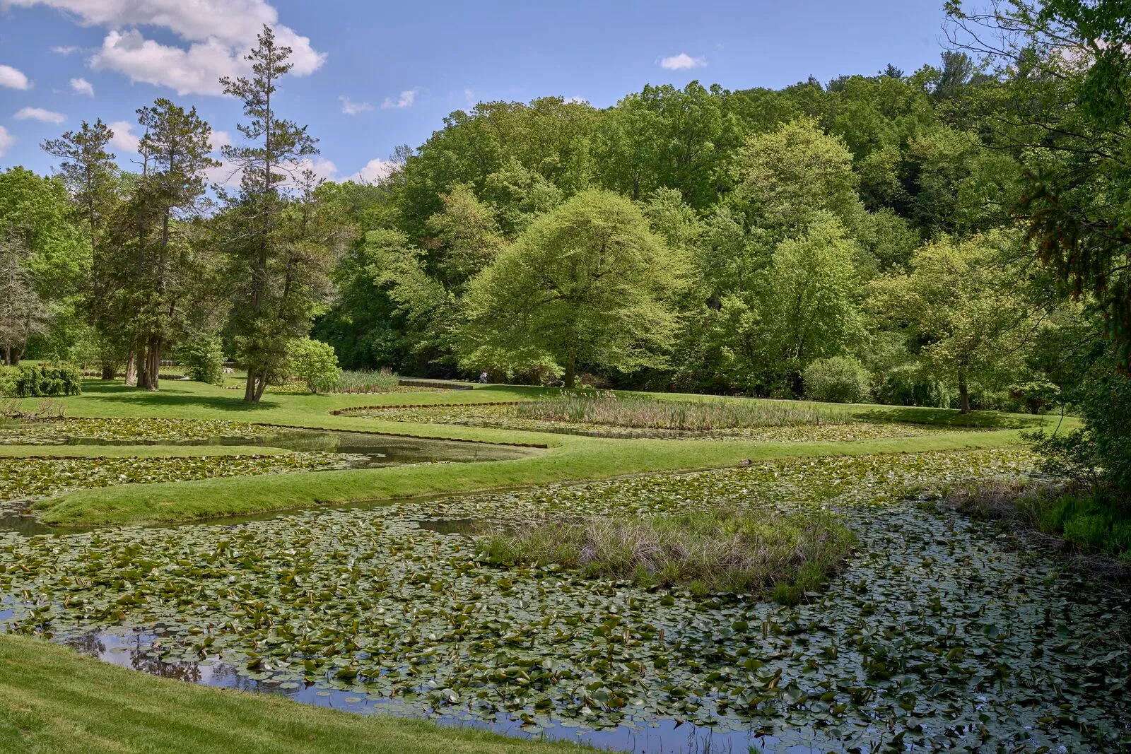 A wide view of the aquatic gardens at Forest Park in Springfield on a sunny late-May day. In the foreground, a still pond covered with floating lily pads reflects scattered cumulus clouds. Curving grass berms between low planted basins step back into the middle distance, where a row of dark conifers and fresh light-green broadleaf trees stand against a wooded hillside that fills the upper third of the frame. The sky overhead is bright blue with patches of white cloud.