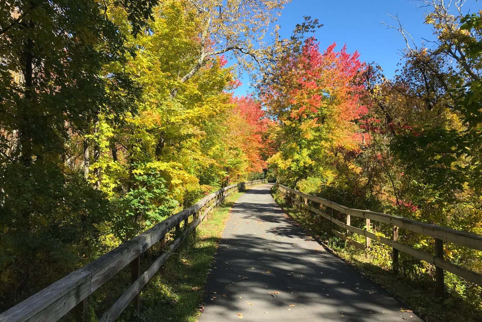 A paved rail trail running between low wooden split-rail guardrails through a corridor of trees in peak fall foliage. Brilliant red and yellow maples arch overhead, with green undergrowth on the verges and a clear blue sky above. The trail recedes into the distance with no people or vehicles visible.