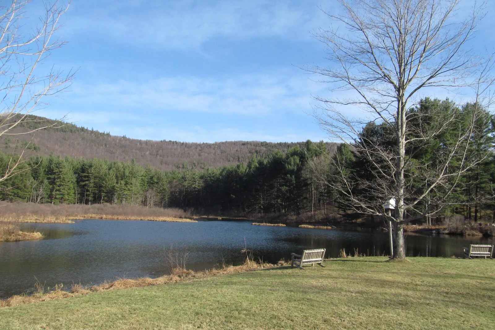 A small lake or pond in Rowe on a clear late-fall or early-spring afternoon, the water dark blue and rippled. A wooded ridge of bare hardwoods and dark conifers rises across the far shore under a pale blue sky with thin clouds. In the foreground, a mowed grass lawn slopes down to the water; a single bare deciduous tree stands at right with a wooden bench beside it, and another bench sits closer to the shore at left. A small stand of marsh grass edges the right side of the pond.