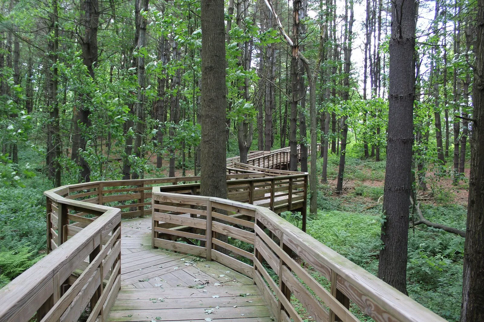 A wooden boardwalk runs straight through low wetland meadow vegetation, drawing the eye toward a treeline in the distance. The planks are weathered grey-brown and the surrounding grasses and shrubs are a mix of green and tan. The sky is overcast, casting soft, even light across the scene. No people are visible.