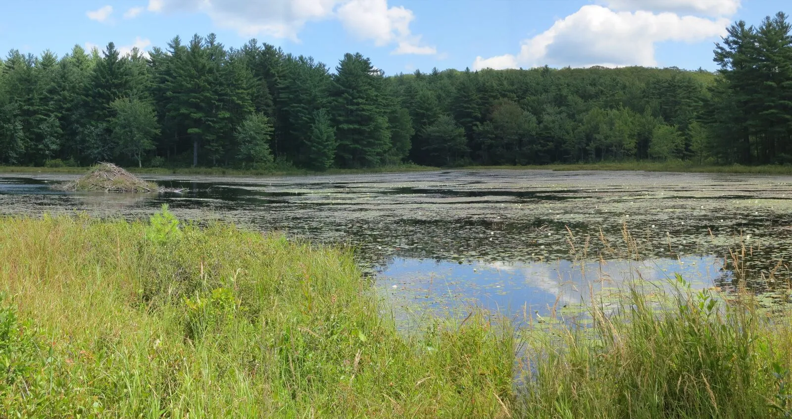 Ruggles Pond in Wendell State Forest on a bright summer day: a wide, shallow pond with a low brown beaver lodge piled at the left shore, mats of green water-lilies and pondweed scattered across the dark surface, a wall of mixed pine and hardwood forest standing along the far shore, tall grasses and a scrubby young pine in the bright-green foreground bank, and a clear blue sky with a few small white cumulus clouds reflecting on the open water in the right foreground.