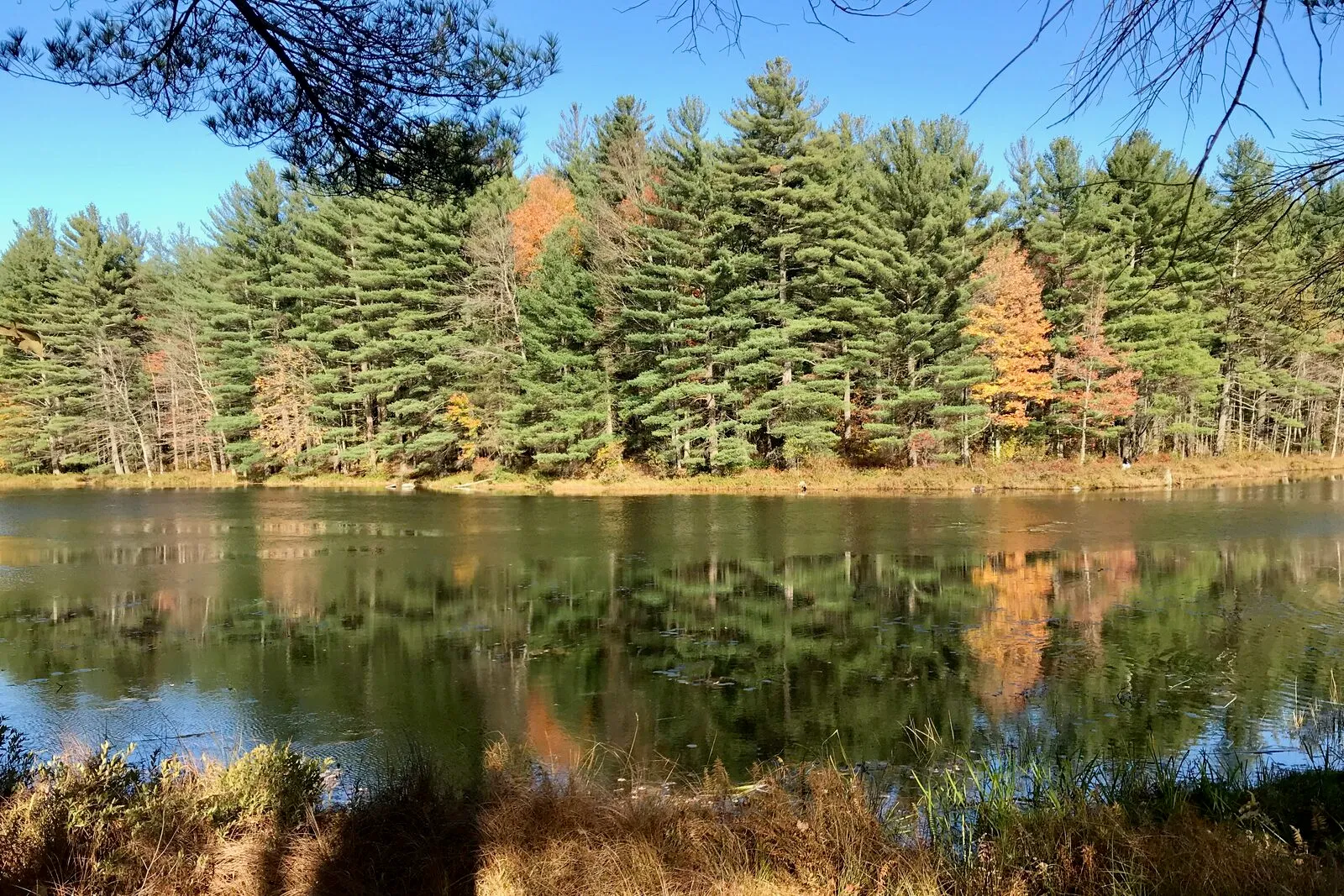Ruggles Pond in Wendell State Forest on a clear October afternoon — a small wooded pond ringed by tall white pines, hemlocks, and scattered hardwoods turning yellow, orange, and rust, the dark mirror-flat water reflecting the pine wall and a strip of cloudless blue sky almost identically, low pale grasses and dried sedges in the foreground along the bank, a few thin pine branches drooping from upper right into the frame, and a band of dry leaf litter and brushy shoreline running across the bottom of the image.
